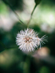 Macro Shot of Blooming Little Ironweed in Nature