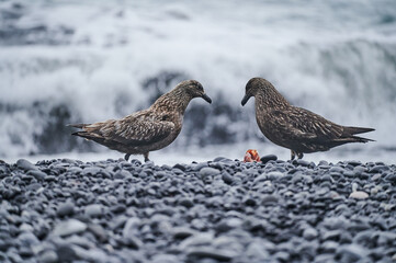 skuas at the beach with a prey