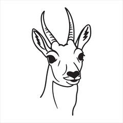 Wildlife Photography of the Agile Pronghorn Antelope