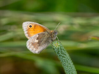 Obraz premium Small Heath Butterfly. Wings Closed.
