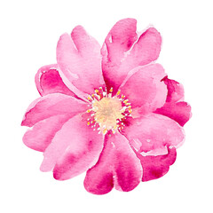 Pink watercolor camellia flower isolated on white background. Hand drawn botanical illustration