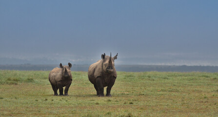 front view of a mother black rhino and her calf standing alert in the wild savannah of solio game reserve, kenya © Nirav Shah