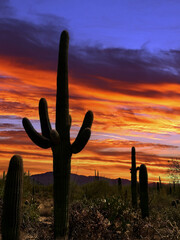 An Arizona desert sunset in Tucson's Saguaro National Park.