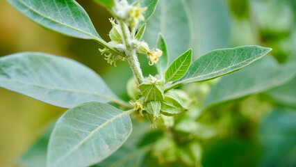 Close-up Ashwagandha plant growing in the field. Fresh leaves and buds of Withania somnifera....