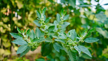 Close-up Ashwagandha plant growing in the field. Fresh leaves and buds of Withania somnifera. Indian ginseng, poison gooseberry, or winter cherry. Ayurvedic herbs benefits for stress, good sleep
