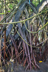 Dense Mangrove Forest with Intertwined Roots in a Vibrant Natural Environment