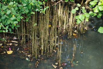 Breathing Roots and Green Leaves of Mangrove in a Calm Water Scene