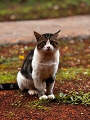 cat in autumn
