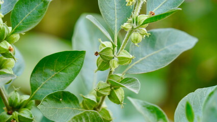 Close-up Ashwagandha plant growing in the field. Fresh leaves and buds of Withania somnifera. Indian ginseng, poison gooseberry, or winter cherry. Ayurvedic herbs benefits for stress, good sleep