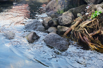 Exposed Banyan Tree Roots on a Riverbank with Green Foliage and Flowing Water