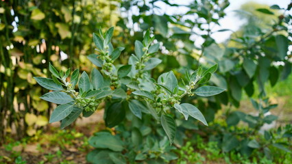 Fototapeta premium Close-up Ashwagandha plant growing in the field. Fresh leaves and buds of Withania somnifera. Indian ginseng, poison gooseberry, or winter cherry. Ayurvedic herbs benefits for stress, good sleep