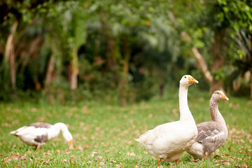Walking, animals and geese in nature, woods and travel for search of food, journey and environment. Outdoor, habitat and sustainability of forest for birds, growth or wildlife with feathers in Canada