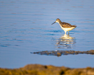 A common sandpiper