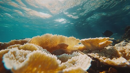 Fototapeta premium tropical paradise of raja ampat with diploastrea coral colony in the coral triangle, showcasing marine biodiversity, reef conservation, underwater habitat, vibrant ocean life, and scuba diving explora
