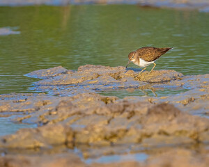 A common sandpiper