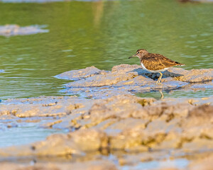 A common sandpiper