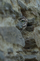 Little Owl (Athene noctua) nocturnal bird perched on log and looking at prey.