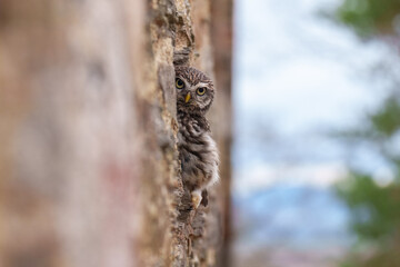 Little Owl (Athene noctua) nocturnal bird perched on log and looking at prey.