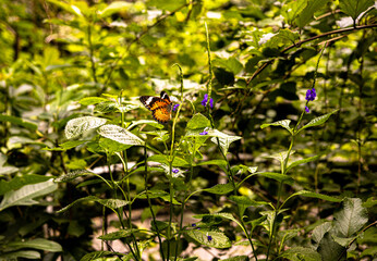 Vibrant butterfly perched on a delicate purple flower, surrounded by lush green foliage on a sunny day. The butterfly's wings are colored orange, black, and white.