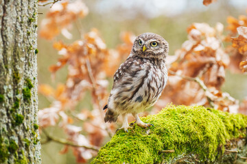 Little Owl (Athene noctua) nocturnal bird perched on log and looking at prey.