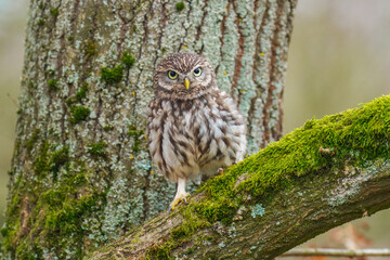 Little Owl (Athene noctua) nocturnal bird perched on log and looking at prey.
