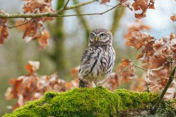 Little Owl (Athene noctua) nocturnal bird perched on log and looking at prey.