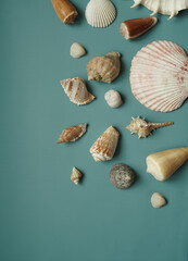 Sea shells on a blue background