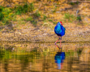 A purple swamphen