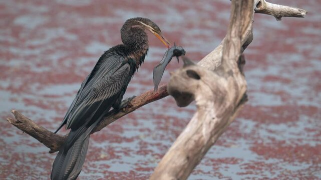 Snakebird Anhinga anhinga handling prey Eal 