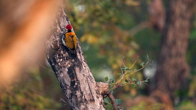 Black rumped flameback Woodpecker in northern India
