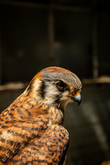 Bird of prey, falcon-Cernicalo, falcon close up 