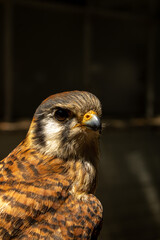 Bird of prey, falcon-Cernicalo, falcon close up 