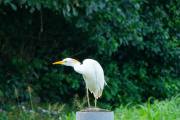 Héron garde-boeuf et sa belle crête orange - Martinique