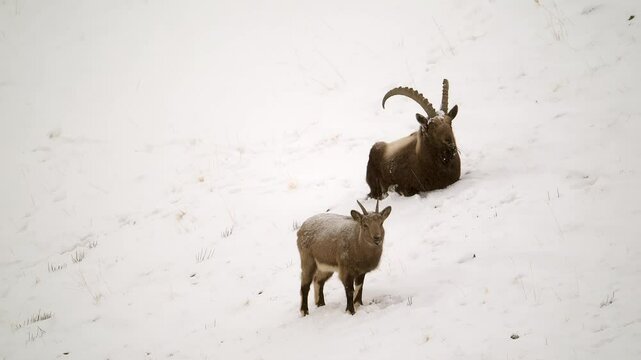 Himalaya Ibex male with long horns and female grazing in a snow covered mountain landscape