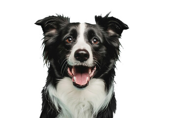 Fototapeta premium Close up of a border colli