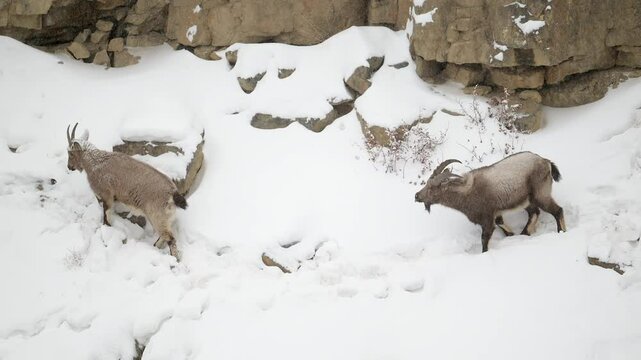 Himalaya Ibex male with long horns and female grazing in a snow covered mountain landscape