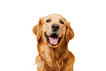 Close up of a golden retriever
