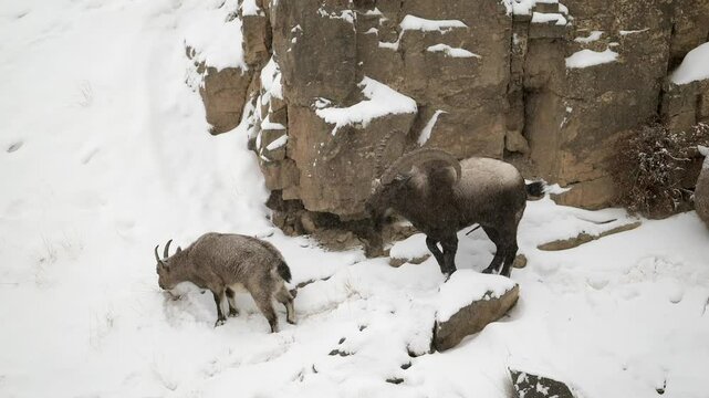 Himalayan Ibex male with long horn approaching and courting a female Himalaya Ibex at the edge of a cliff