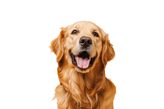 Close up of a golden retriever - Powered by Adobe
