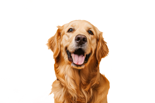 Close up of a golden retriever