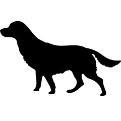 black silhouette of middlehair hunting dog