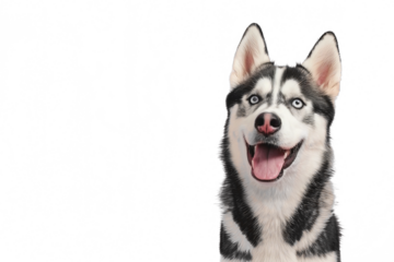 Close up of a siberian husky