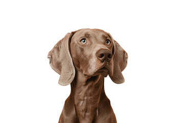Close up of a weimaraner