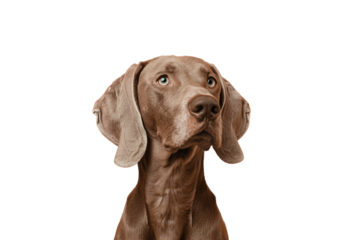 Close up of a weimaraner