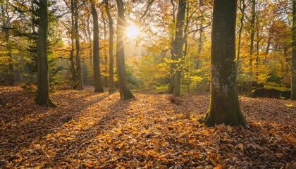 Obraz premium A golden autumn forest with fallen leaves covering the ground, bathed in warm sunlight filtering through the trees.