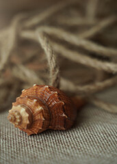 sea shells in rope on burlap.
