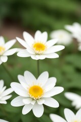 Obraz premium White Flower