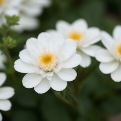 White Flower