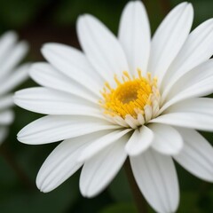 White Flower