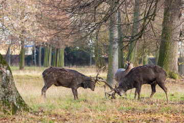 Sika deer - Cervus nippon, doe and mouflon in meadow and forest. Photo from wild nature